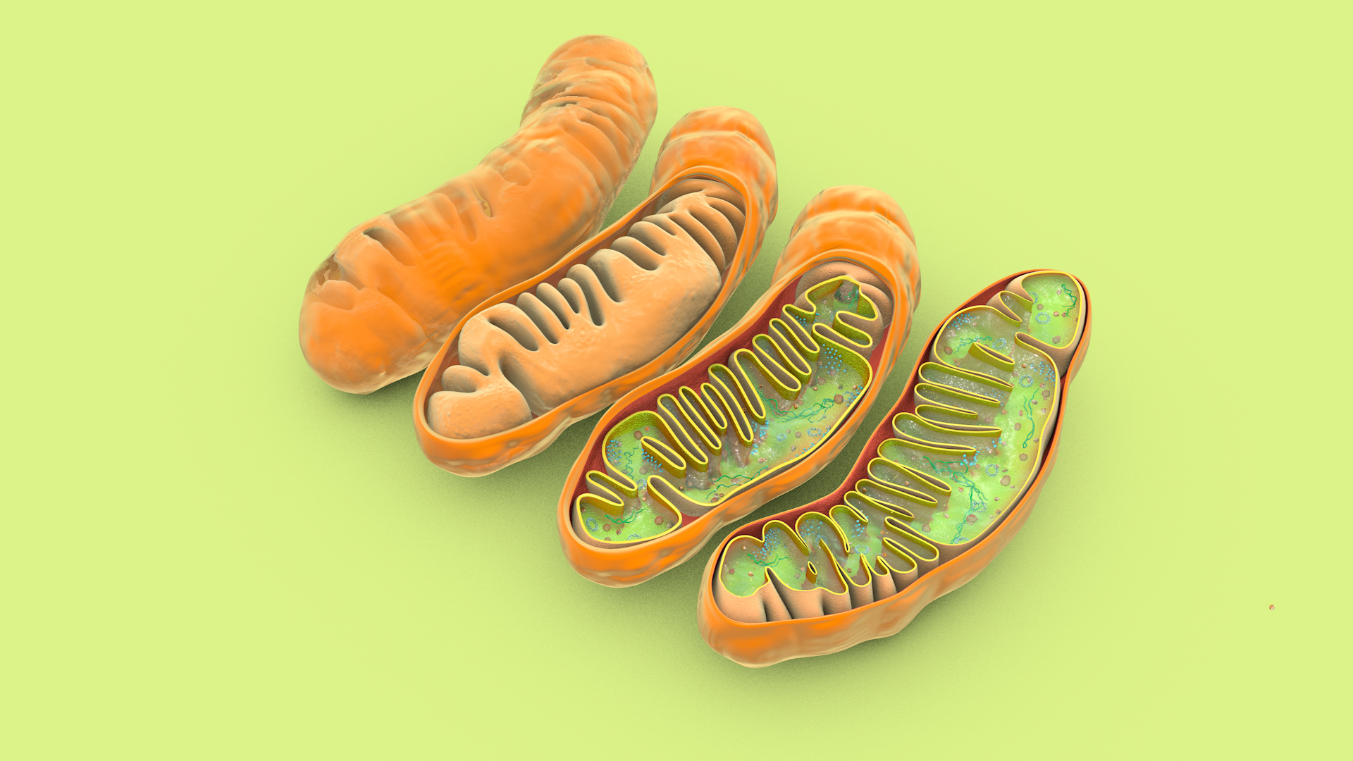 mitochondria dna ribosomes model https://p.turbosquid.com/ts-thumb/ee/E7yIKl/ke/mitohondria360/jpg/1674864296/1920x1080/turn_fit_q99/97cf911f6f6f882df1bcfba0e664958e59d3344c/mitohondria360-1.jpg