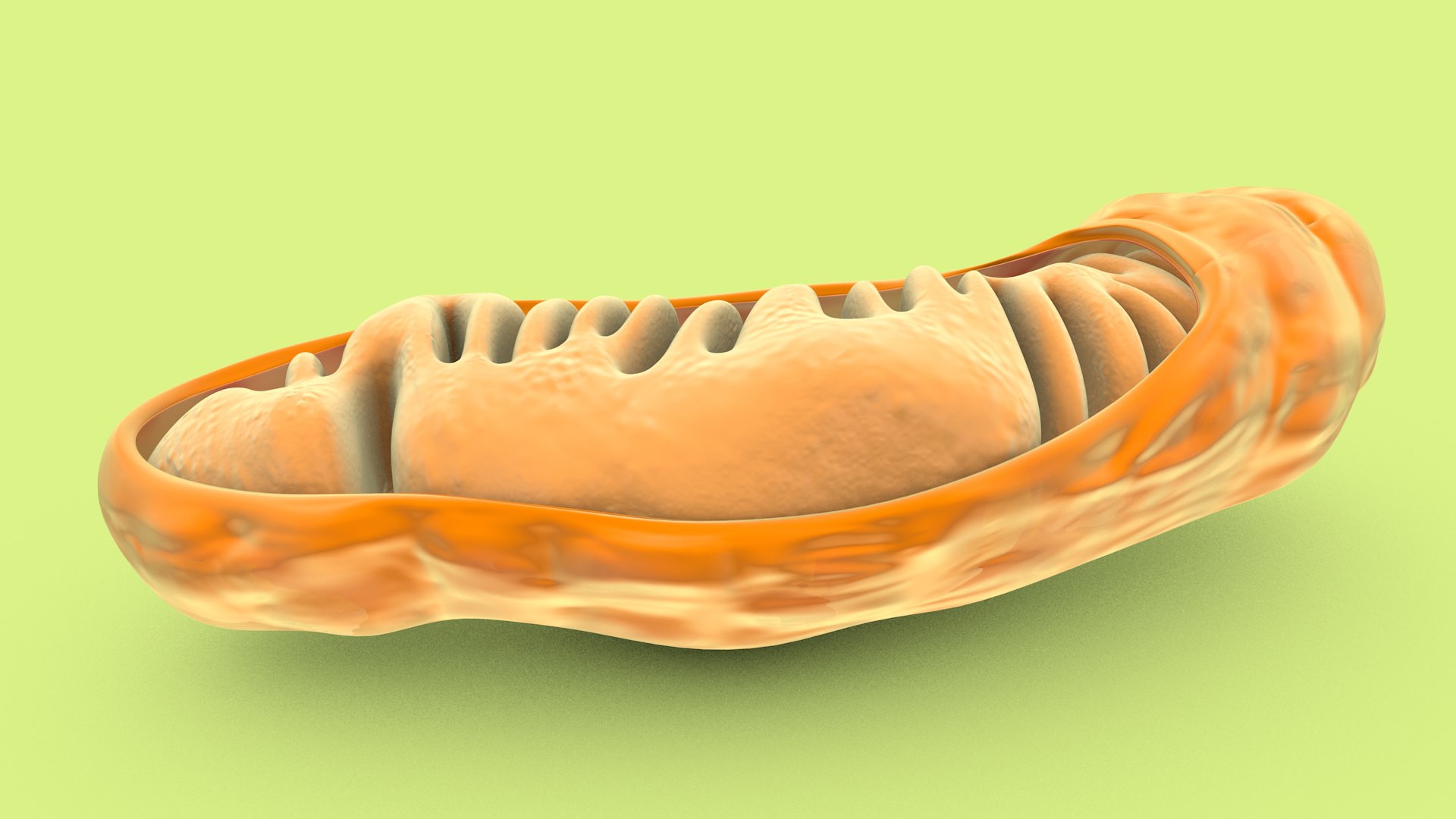 mitochondria dna ribosomes model https://p.turbosquid.com/ts-thumb/ee/E7yIKl/lJ/mitohondria_image_0018/jpg/1674885037/1920x1080/fit_q87/c9d962f7948ec09ffbc0bf572b49321e5d95518b/mitohondria_image_0018.jpg