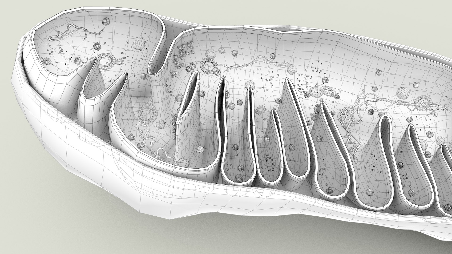 mitochondria dna ribosomes model https://p.turbosquid.com/ts-thumb/ee/E7yIKl/m9/mitohondria_outline_0043/jpg/1674892272/1920x1080/fit_q87/38f8632cfd3e3cd72c47bc92ccfbbf6149ab3570/mitohondria_outline_0043.jpg