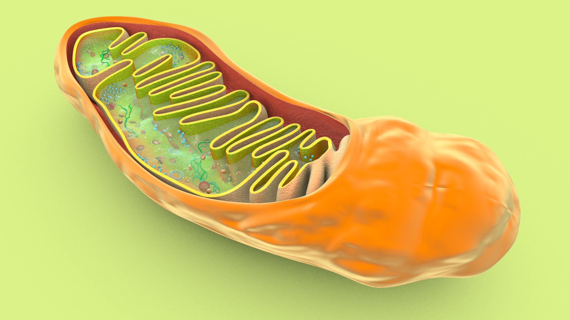 mitochondria dna ribosomes model https://p.turbosquid.com/ts-thumb/ee/E7yIKl/nY/mitohondria_image_0022/jpg/1674885044/1920x1080/fit_q87/285aae03527f57ac7d6e21fba56decbc16da3d68/mitohondria_image_0022.jpg