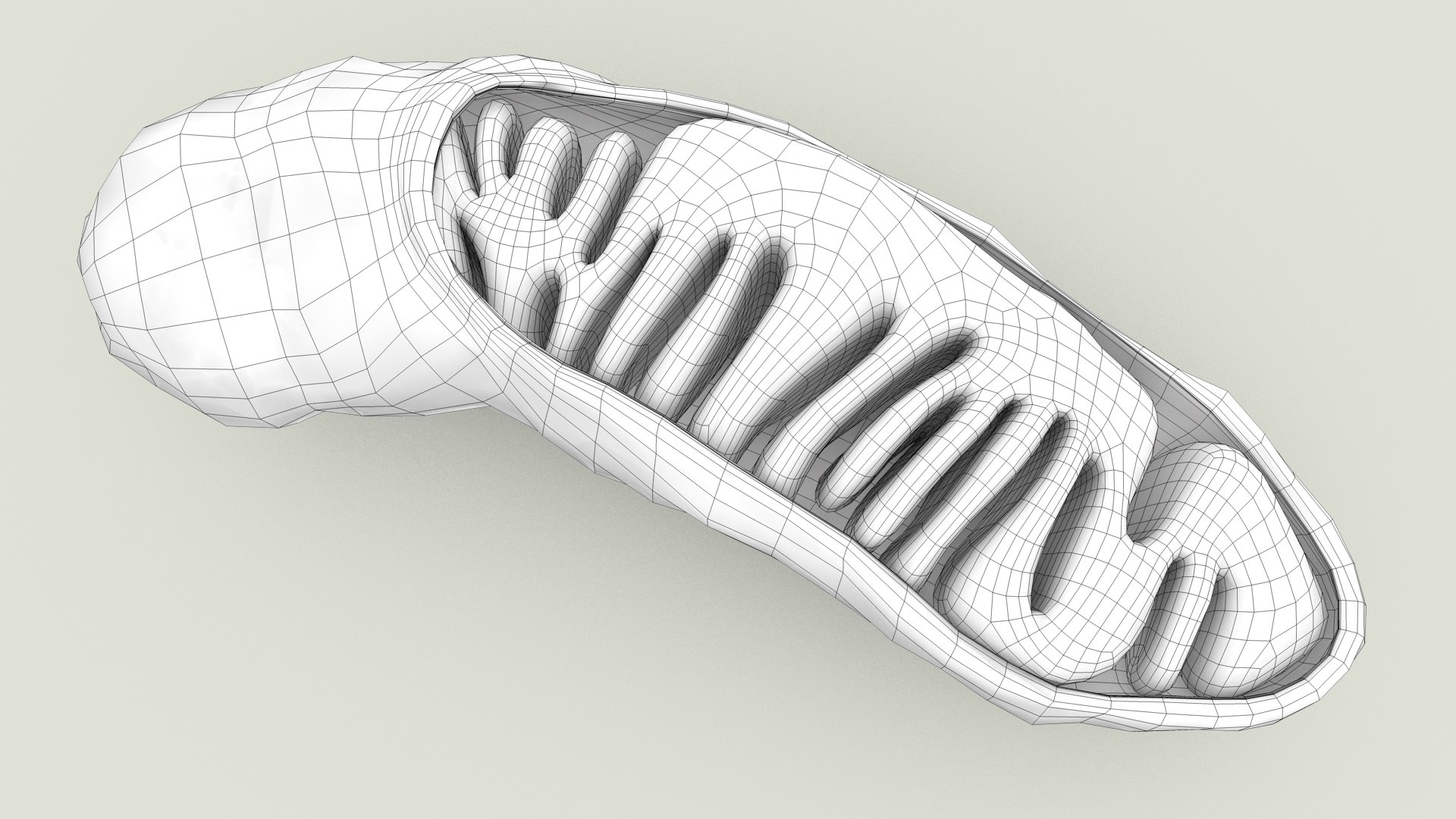 mitochondria dna ribosomes model https://p.turbosquid.com/ts-thumb/ee/E7yIKl/oN/mitohondria_outline_0013/jpg/1674892241/1920x1080/fit_q87/7f7a017f54f7cee58df9232a4183e66dc3475bcf/mitohondria_outline_0013.jpg