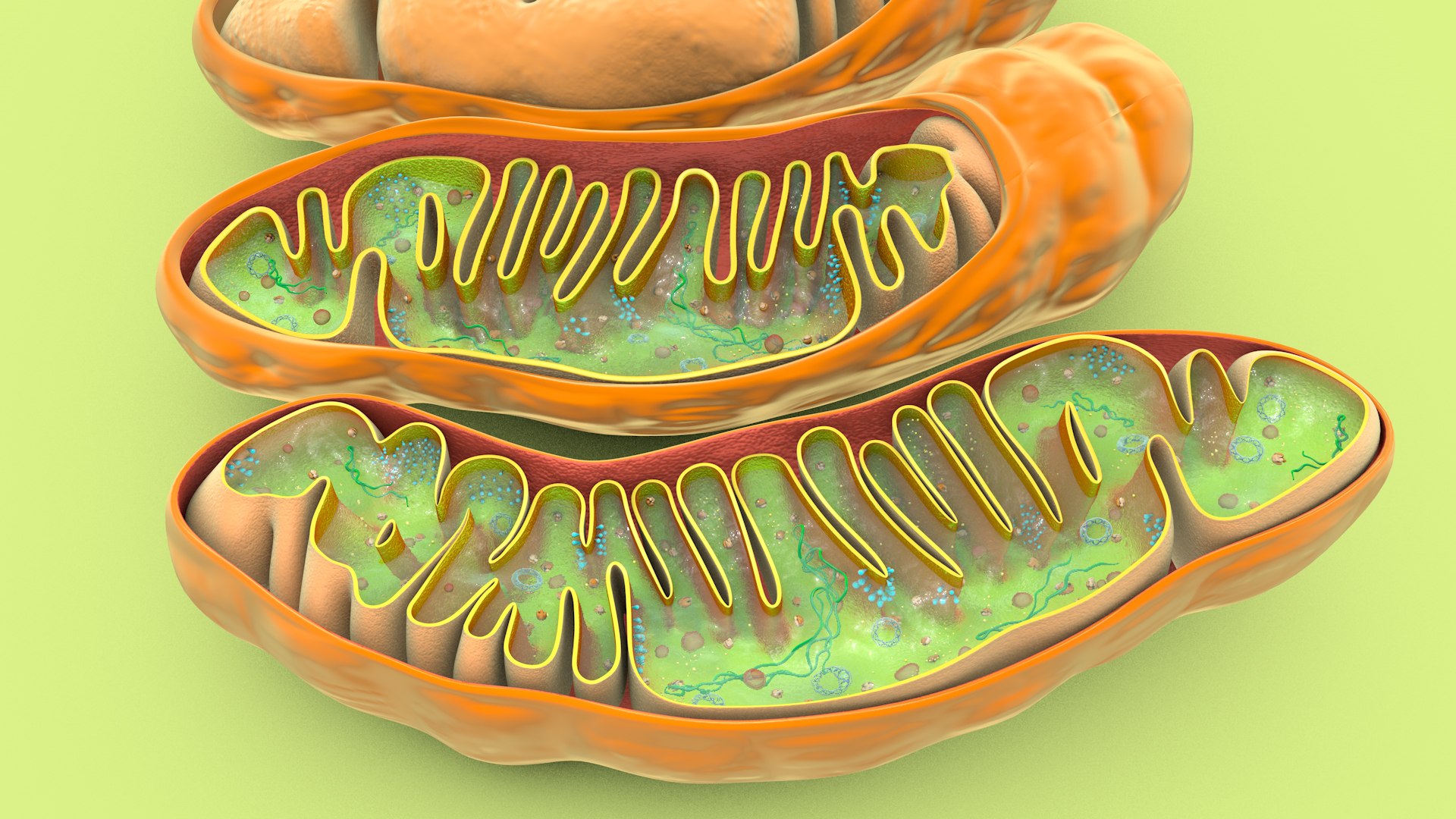 mitochondria dna ribosomes model https://p.turbosquid.com/ts-thumb/ee/E7yIKl/ol/mitohondria_image_0007/jpg/1674885029/1920x1080/fit_q87/0580e5dcd3848afe320a97b76b86867d9f5f1205/mitohondria_image_0007.jpg