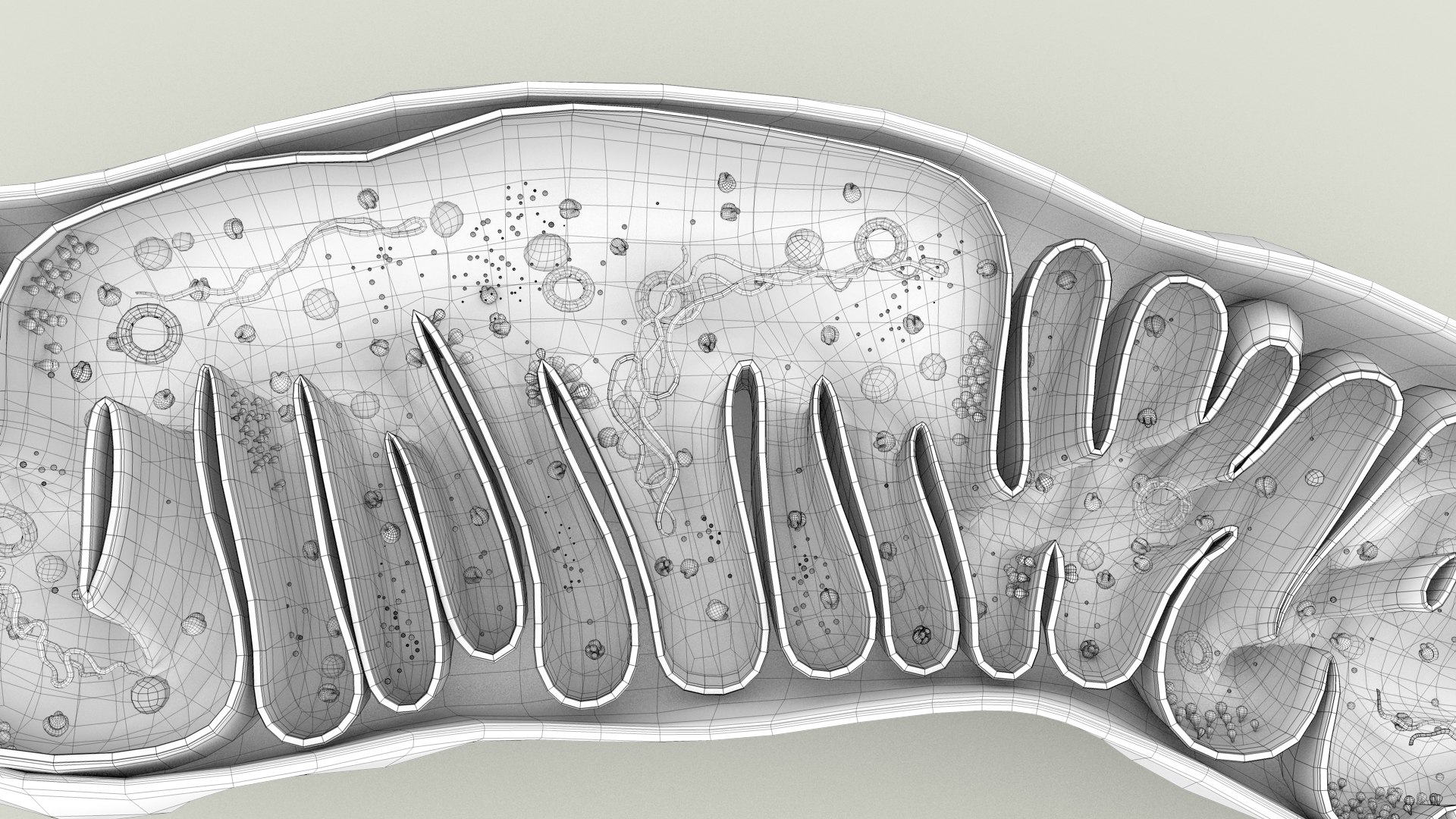 mitochondria dna ribosomes model https://p.turbosquid.com/ts-thumb/ee/E7yIKl/ol/mitohondria_outline_0037/jpg/1674892267/1920x1080/fit_q87/f52e001185630b3a276d09c82fb8ecc89da9bf76/mitohondria_outline_0037.jpg