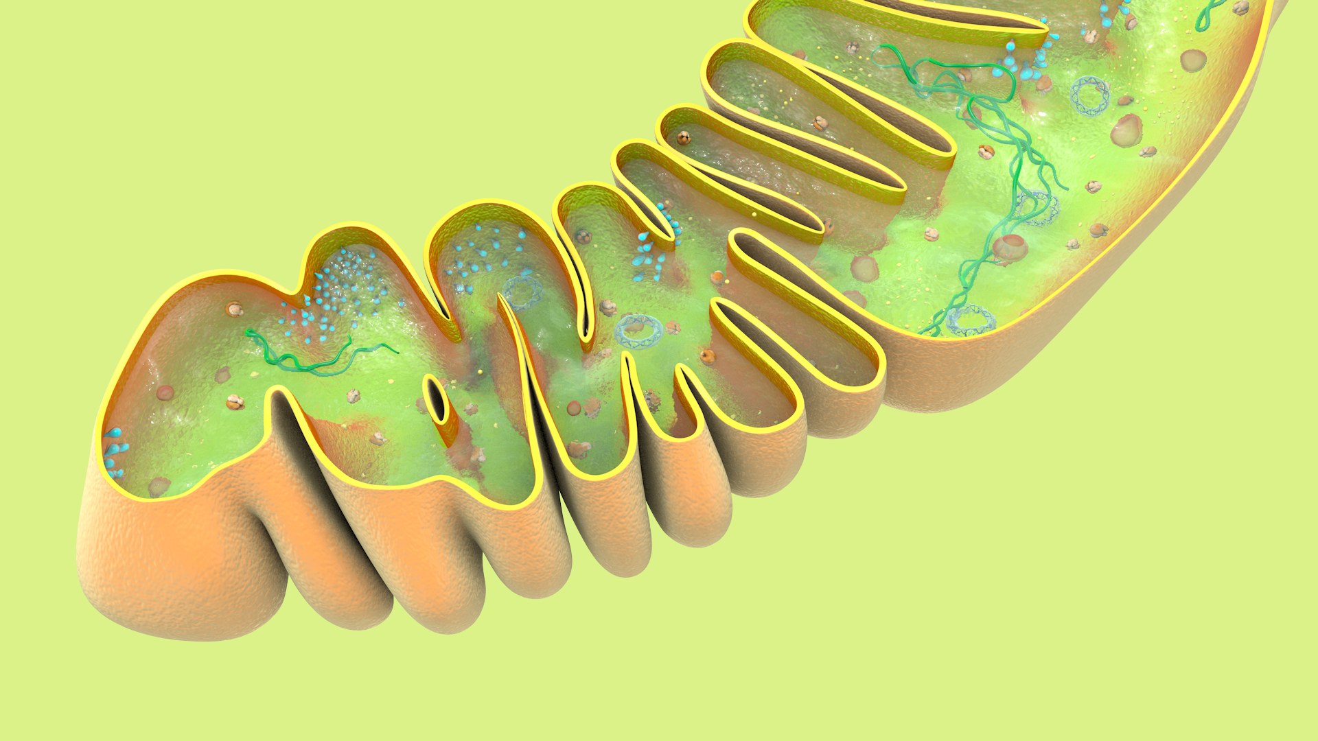 mitochondria dna ribosomes model https://p.turbosquid.com/ts-thumb/ee/E7yIKl/pm/mitohondria_only_inside_0038/jpg/1674892023/1920x1080/fit_q87/e3dbe36a887cb939fc11a7958bb6dd066eacc143/mitohondria_only_inside_0038.jpg