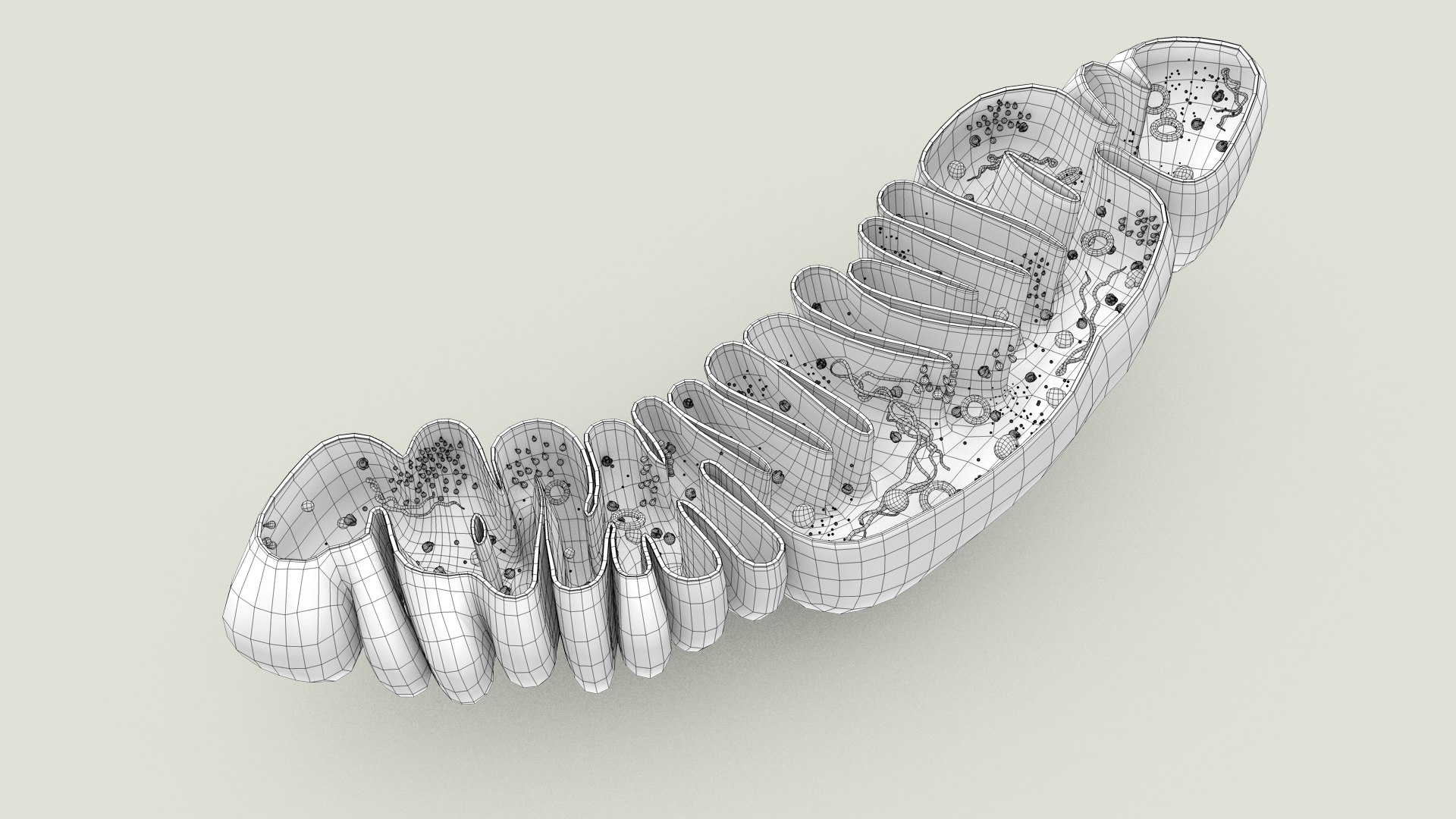 mitochondria dna ribosomes model https://p.turbosquid.com/ts-thumb/ee/E7yIKl/pn/mitohondria_inside_0033/jpg/1674893896/1920x1080/fit_q87/807a3aaf953dd466590374416e0809c9407d507c/mitohondria_inside_0033.jpg