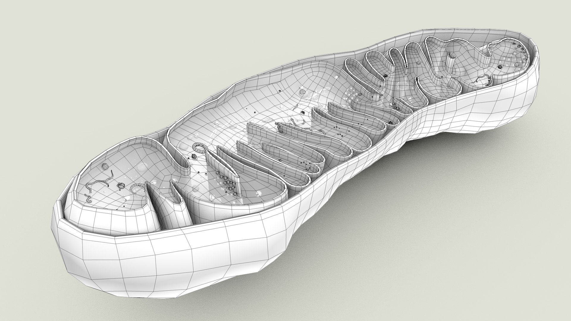 mitochondria dna ribosomes model https://p.turbosquid.com/ts-thumb/ee/E7yIKl/pu/mitohondria_outline_0034/jpg/1674892259/1920x1080/fit_q87/81a6b7cf54e75e2014ce8e7853f28e2dd18ad900/mitohondria_outline_0034.jpg