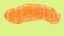 Mitochondria