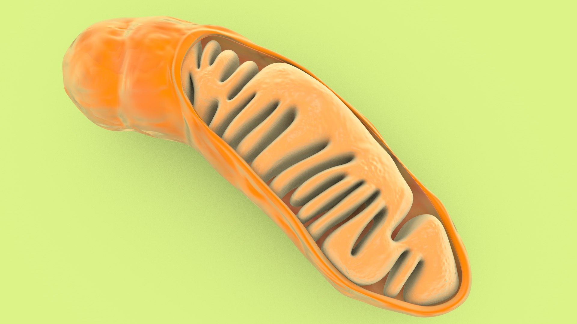 mitochondria dna ribosomes model https://p.turbosquid.com/ts-thumb/ee/E7yIKl/r0/mitohondria_image_0017/jpg/1674885037/1920x1080/fit_q87/ac100b07d67848ae1a7f4a85de3e7c1762060f06/mitohondria_image_0017.jpg