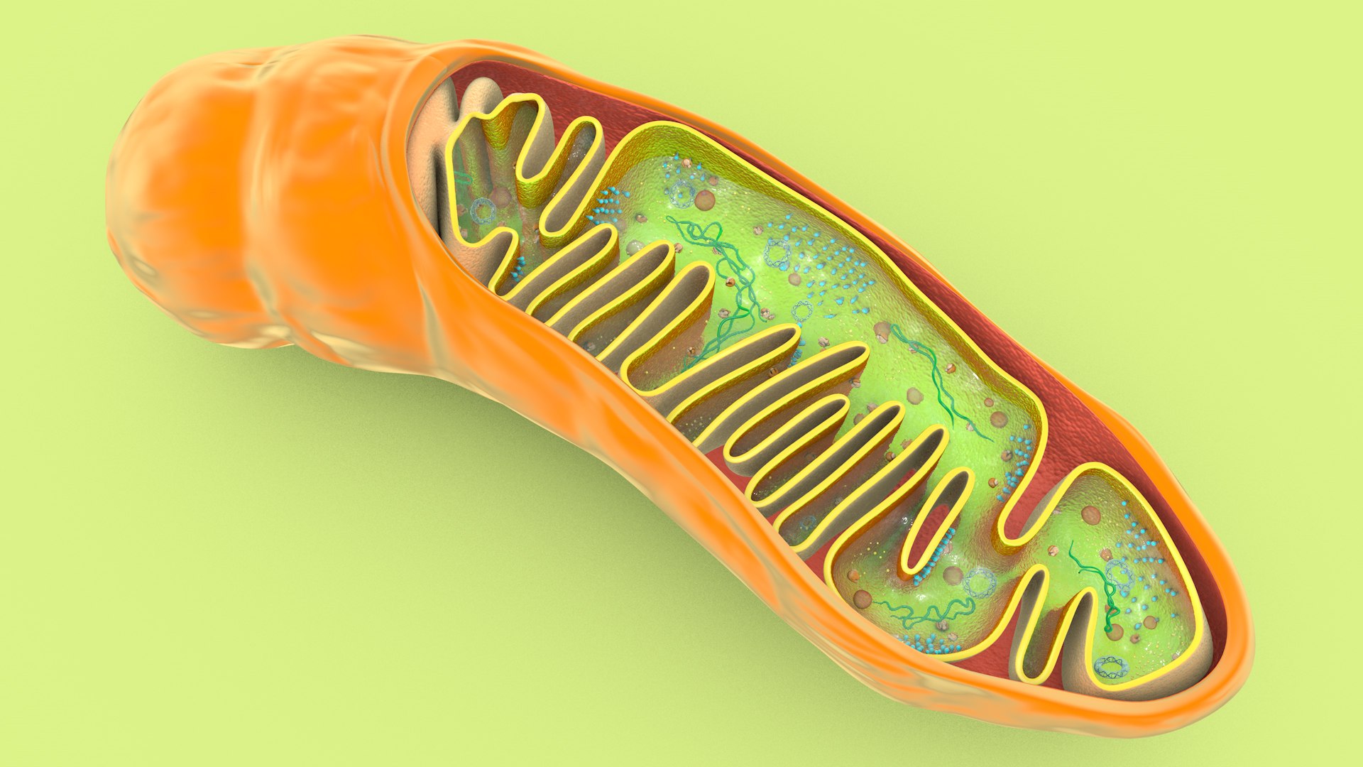 mitochondria dna ribosomes model https://p.turbosquid.com/ts-thumb/ee/E7yIKl/sH/mitohondria_image_0020/jpg/1674885041/1920x1080/fit_q87/c9e5d69cbc0898b2266f6339a4e9dbab1fc9b20f/mitohondria_image_0020.jpg