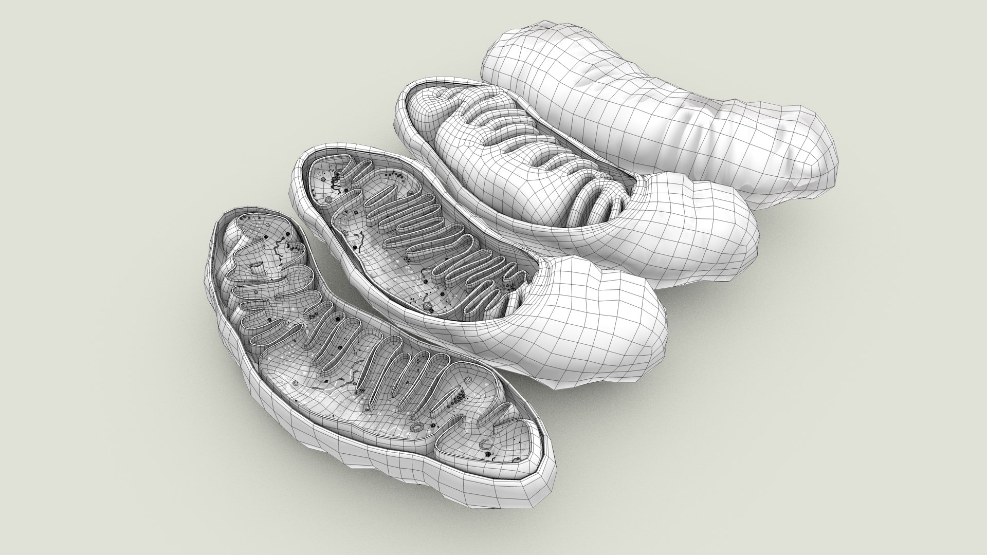 mitochondria dna ribosomes model https://p.turbosquid.com/ts-thumb/ee/E7yIKl/tP/mitohondria_outline_0002/jpg/1674892229/1920x1080/fit_q87/5cbb390c89ae979cb915af5c8bef1cea7ec3eb5e/mitohondria_outline_0002.jpg