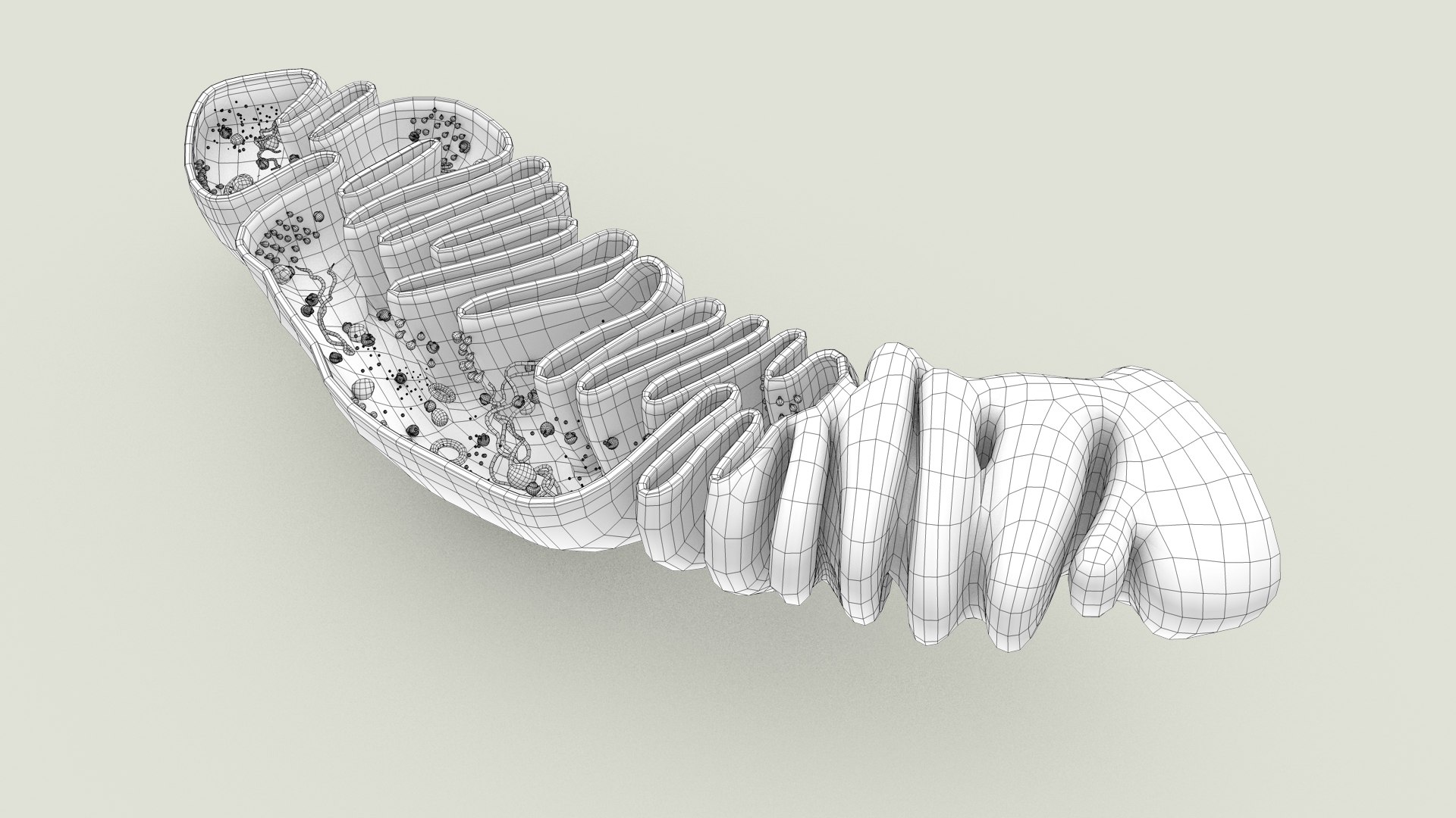 mitochondria dna ribosomes model https://p.turbosquid.com/ts-thumb/ee/E7yIKl/ub/mitohondria_inside_0022/jpg/1674893868/1920x1080/fit_q87/06be01a626578fbf170943111b39cdf9bfb5195a/mitohondria_inside_0022.jpg