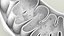 Mitochondria