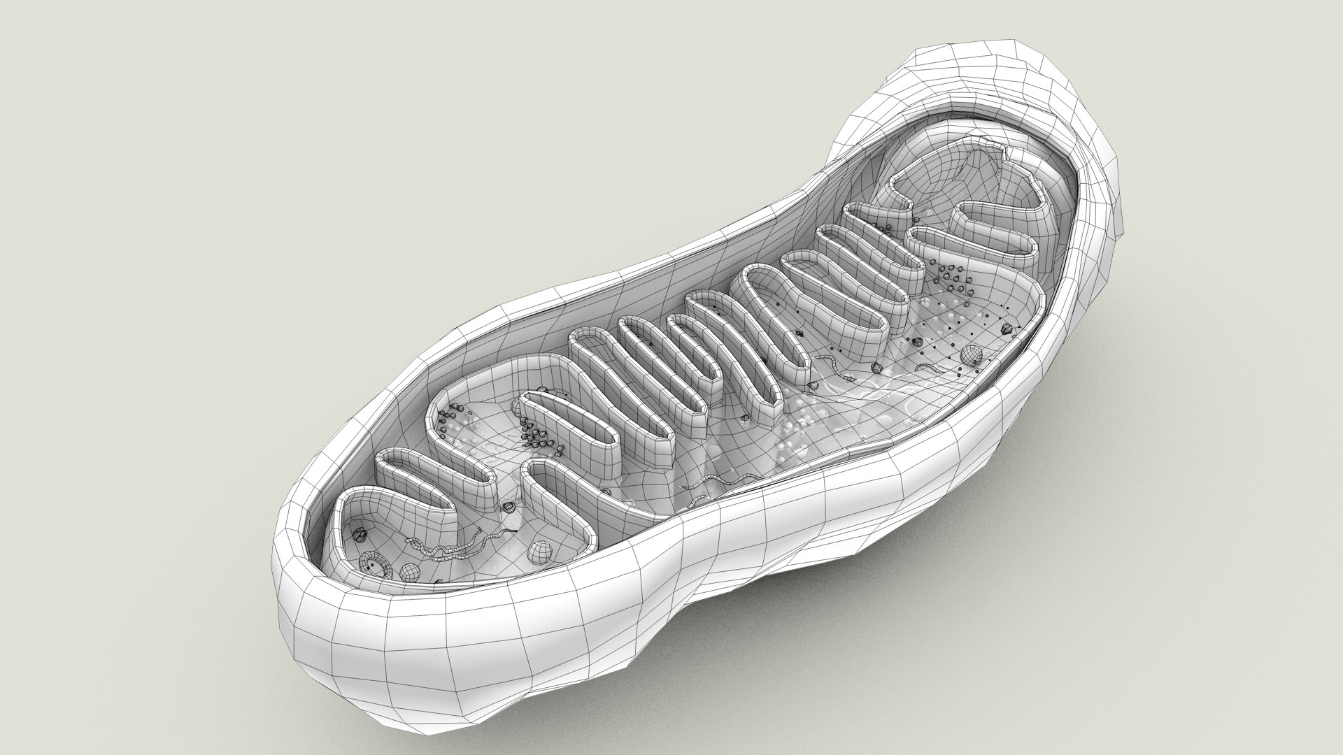 mitochondria dna ribosomes model https://p.turbosquid.com/ts-thumb/ee/E7yIKl/wE/mitohondria_outline_0025/jpg/1674892248/1920x1080/fit_q87/89b5a08a5d06b513e33ea4fa3ade1fea7d7a4cb6/mitohondria_outline_0025.jpg