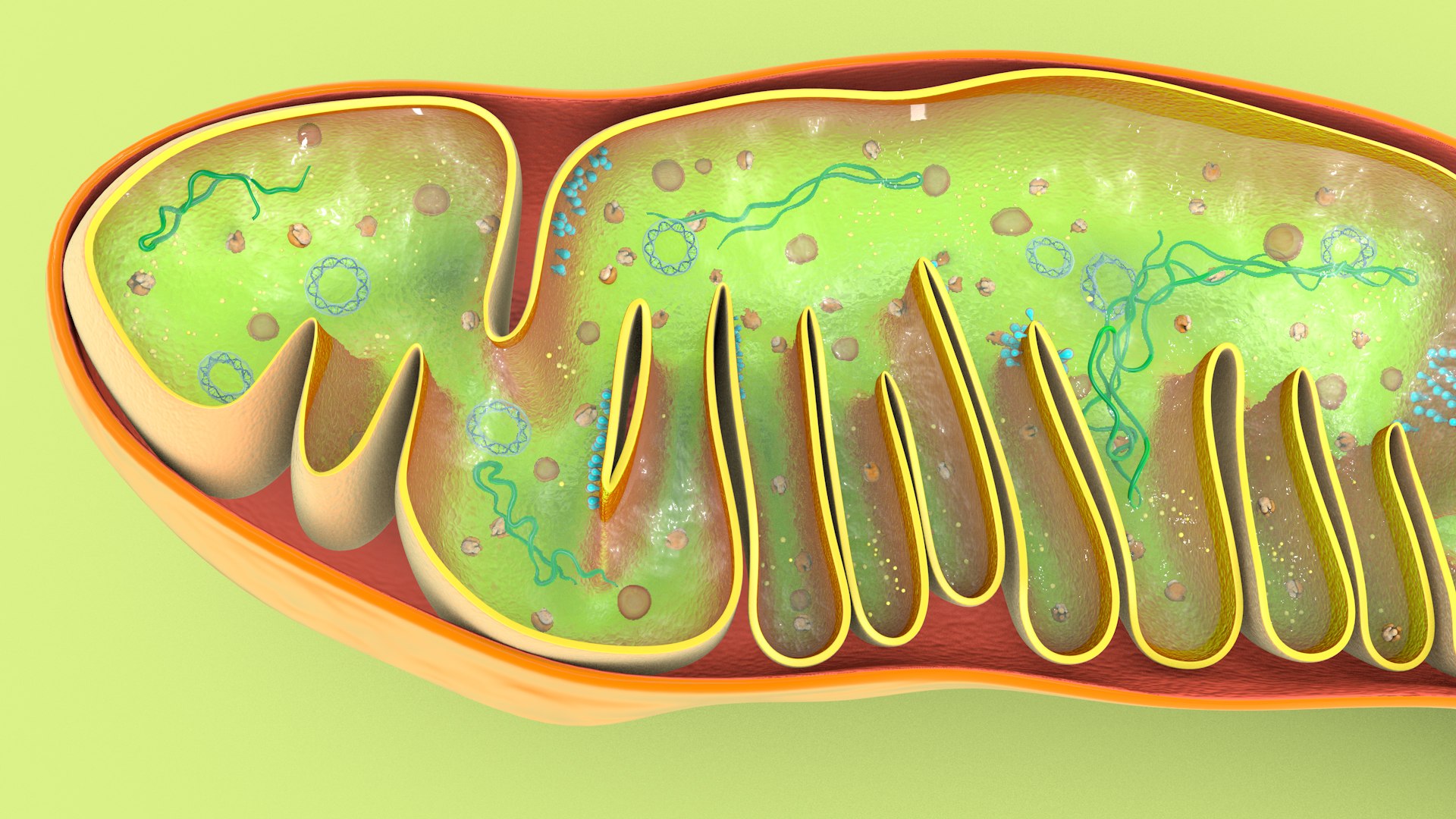 mitochondria dna ribosomes model https://p.turbosquid.com/ts-thumb/ee/E7yIKl/yg/mitohondria_image_0036/jpg/1674885064/1920x1080/fit_q87/a9e38c66787fed01e2115120e2cca3e5d28f17d1/mitohondria_image_0036.jpg