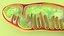 Mitochondria