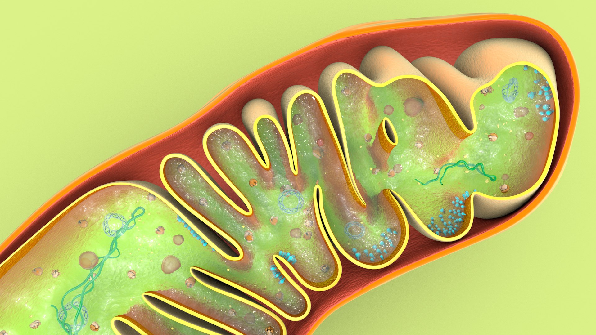 mitochondria dna ribosomes model https://p.turbosquid.com/ts-thumb/ee/E7yIKl/z1/mitohondria_image_0035/jpg/1674885065/1920x1080/fit_q87/ca9fac4b7ebe8f70c69a1b4dc7768957ae599753/mitohondria_image_0035.jpg
