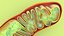 Mitochondria