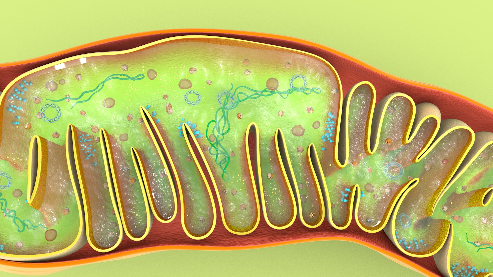 mitochondria dna ribosomes model https://p.turbosquid.com/ts-thumb/ee/E7yIKl/zq/mitohondria_image_0037/jpg/1674885069/1920x1080/fit_q87/3e968748f7babf4746cc06033b1477cd5850fe0c/mitohondria_image_0037.jpg