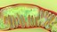 Mitochondria