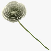 Ranunculus Asiaticus - White
