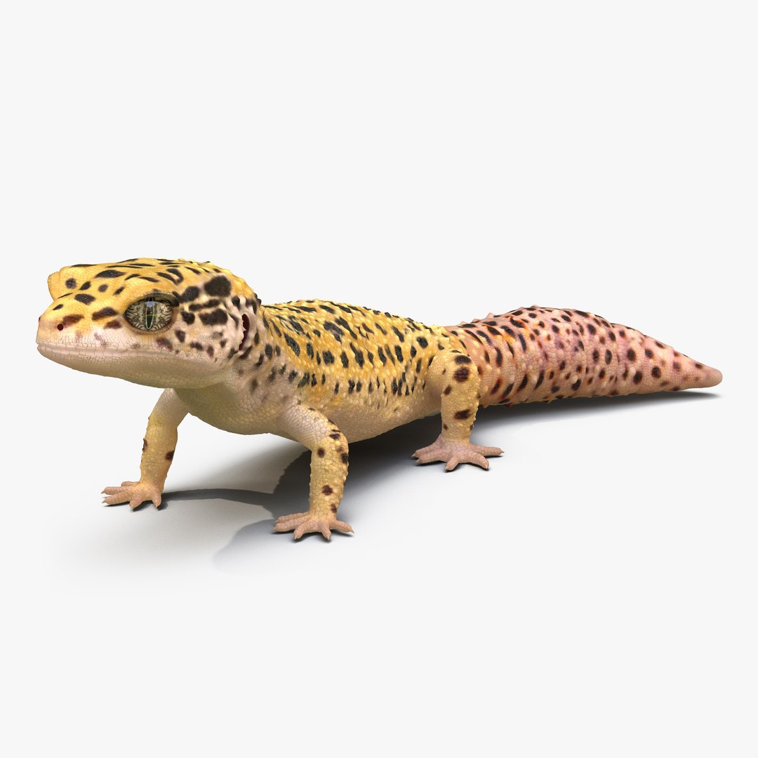 Leopard Gecko Pose 2 3D model preview