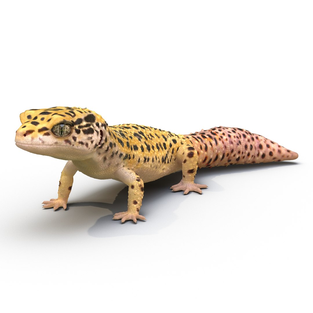 leopard gecko pose 2 3d c4d https://p.turbosquid.com/ts-thumb/ee/T3FkFK/KLK6RQjJ/leopardgecko3ds3dmodel02/jpg/1460212155/1920x1080/fit_q87/3c14fb3a72b93072f4679b8c36a9b78d77bd2431/leopardgecko3ds3dmodel02.jpg