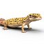 leopard gecko pose 2 3d c4d