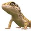 leopard gecko pose 2 3d c4d