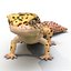 leopard gecko pose 2 3d c4d