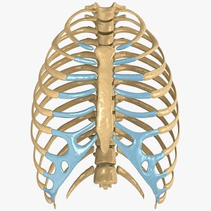 Human Rib Cage