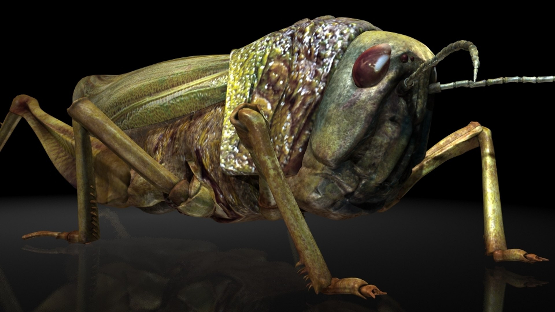 Locusts Model - TurboSquid 1313912
