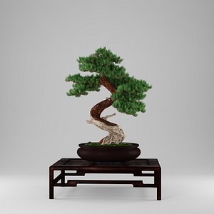 Bonsai juniperus