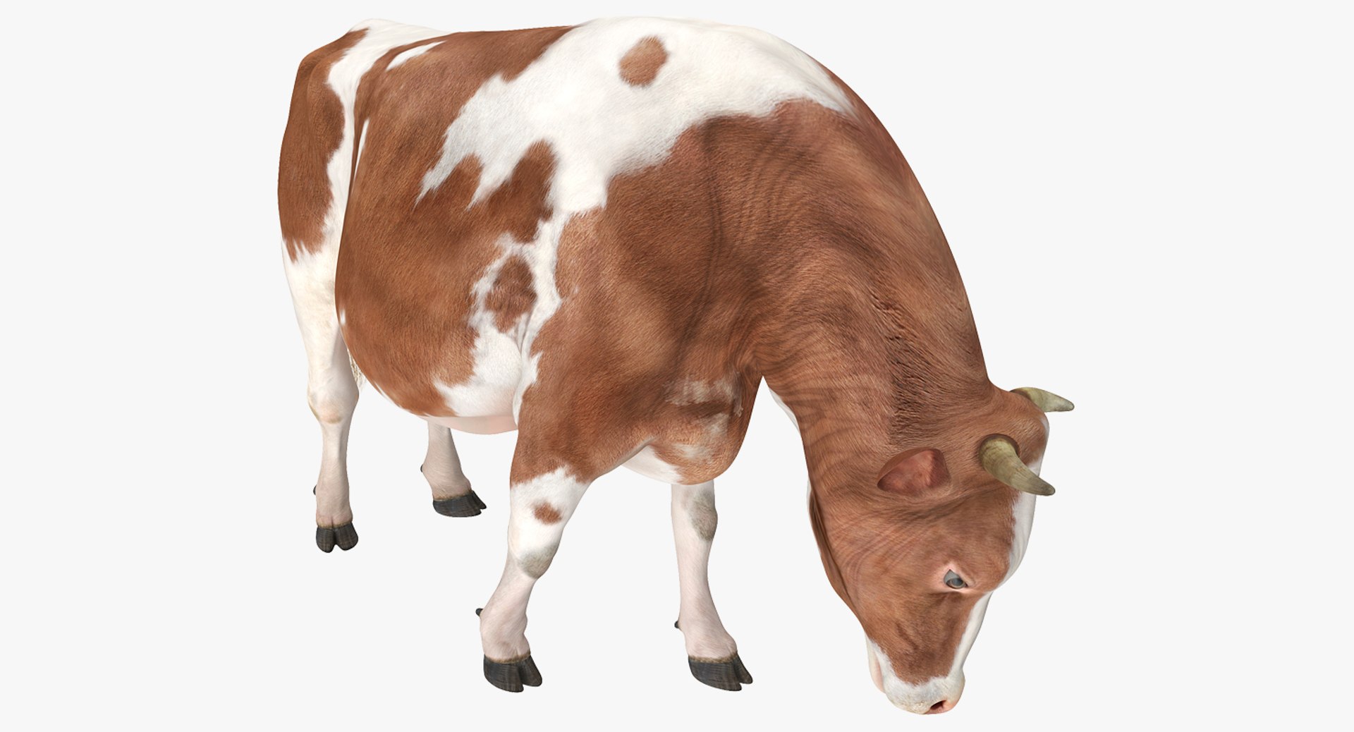 Holstein Cow Eating Pose 3D Model 3D model preview