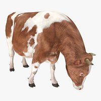 Holstein Cow Eating Pose 3D Model