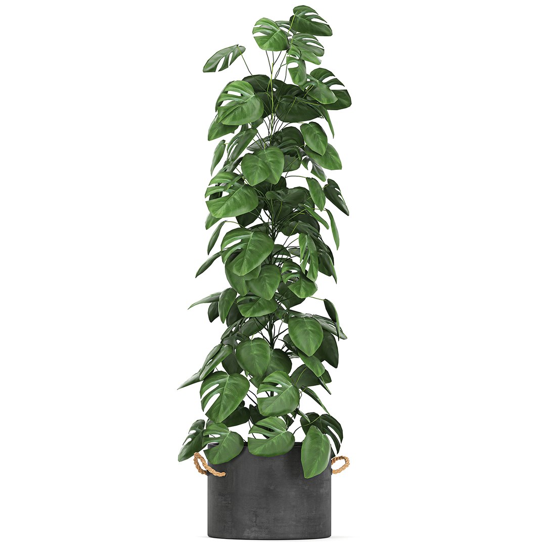 3D Plants Interior Monstera - TurboSquid 1657166