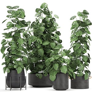 3D plants interior monstera
