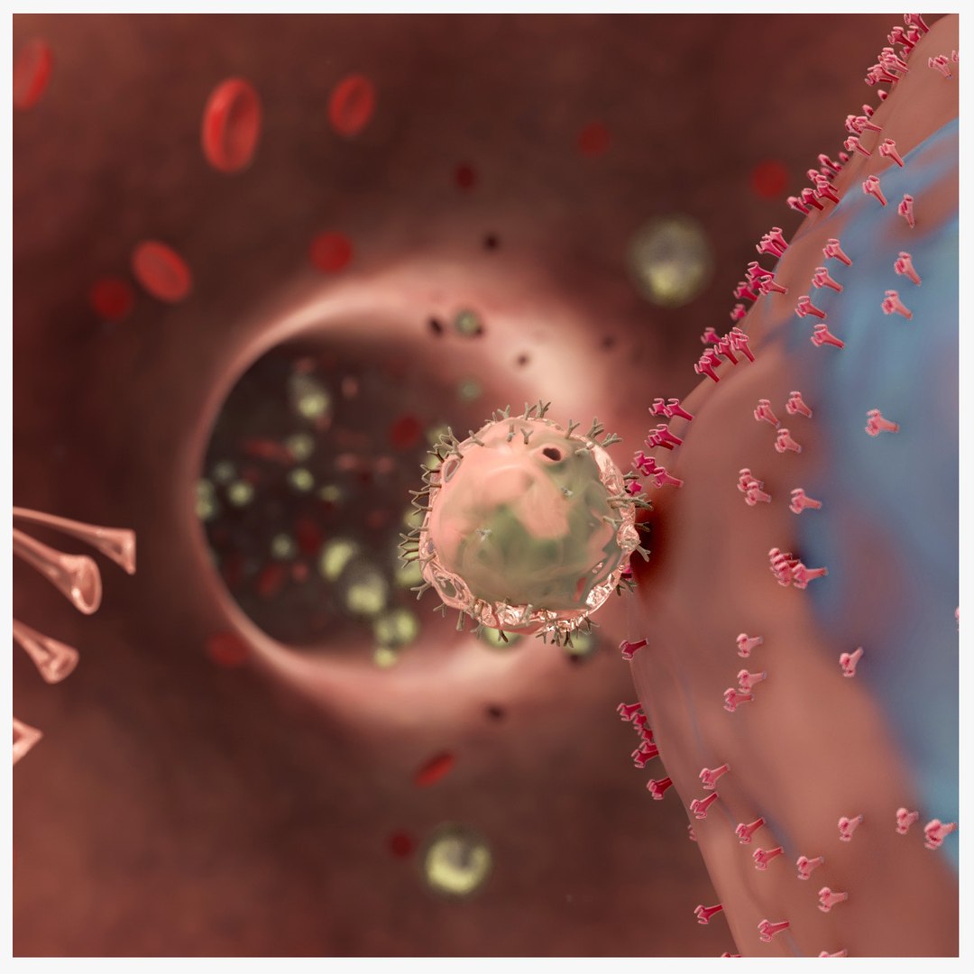 Virus Infection In Blood Stream Model - TurboSquid 2177312