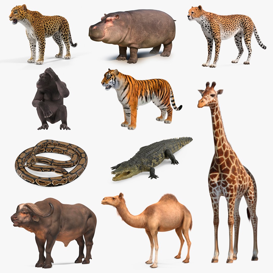 African Animals Collection 7 3D model preview