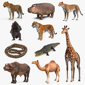 3D african animals 7
