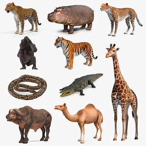 African Animals Collection 7