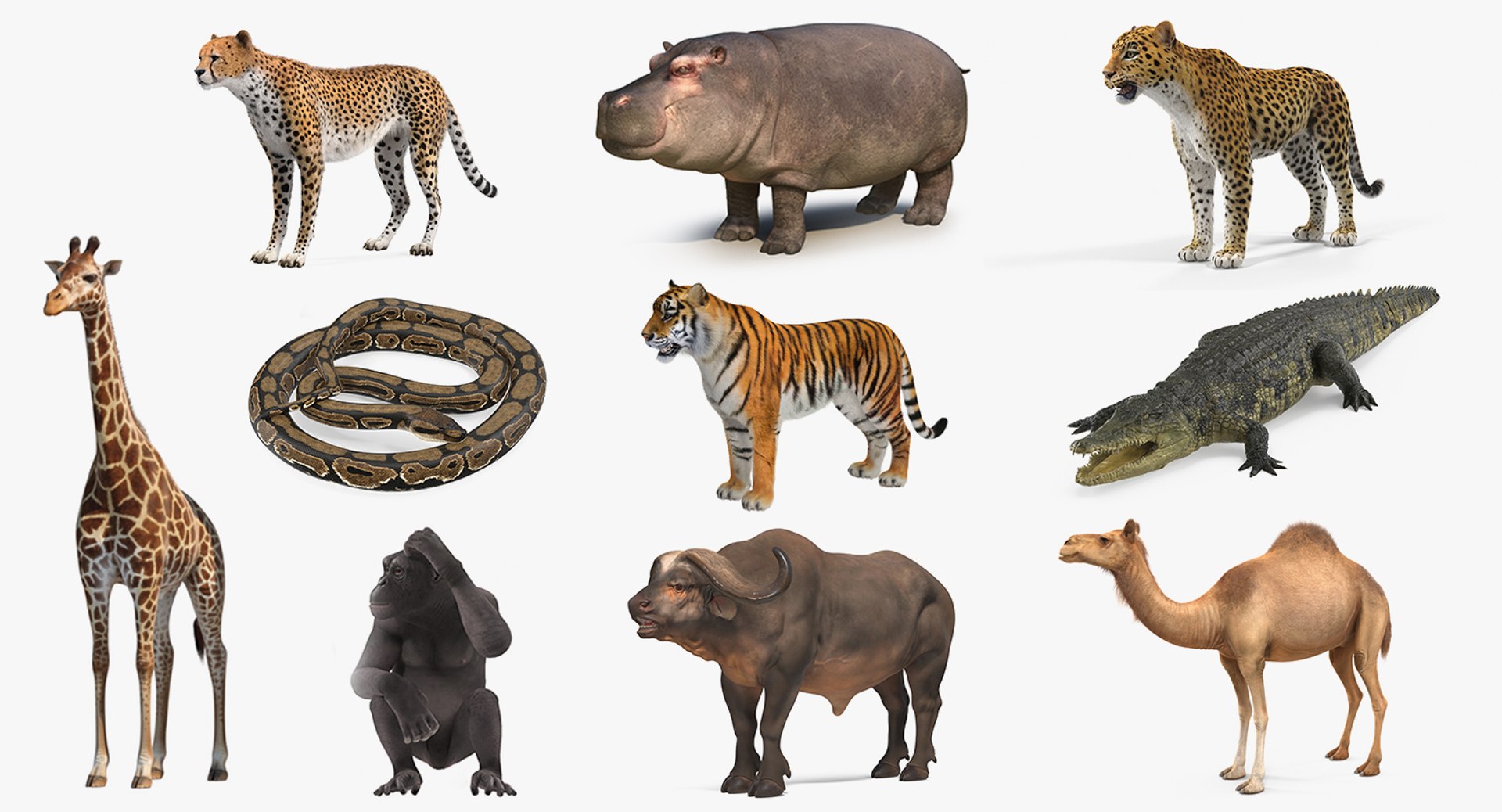 3D african animals 7 https://p.turbosquid.com/ts-thumb/ef/MTvdbo/WX1dV5BW/africananimalscollection73dsmodel001/jpg/1595059002/1920x1080/fit_q87/d0189a1b814be10b2a15373d627a7addf7eac8ad/africananimalscollection73dsmodel001.jpg