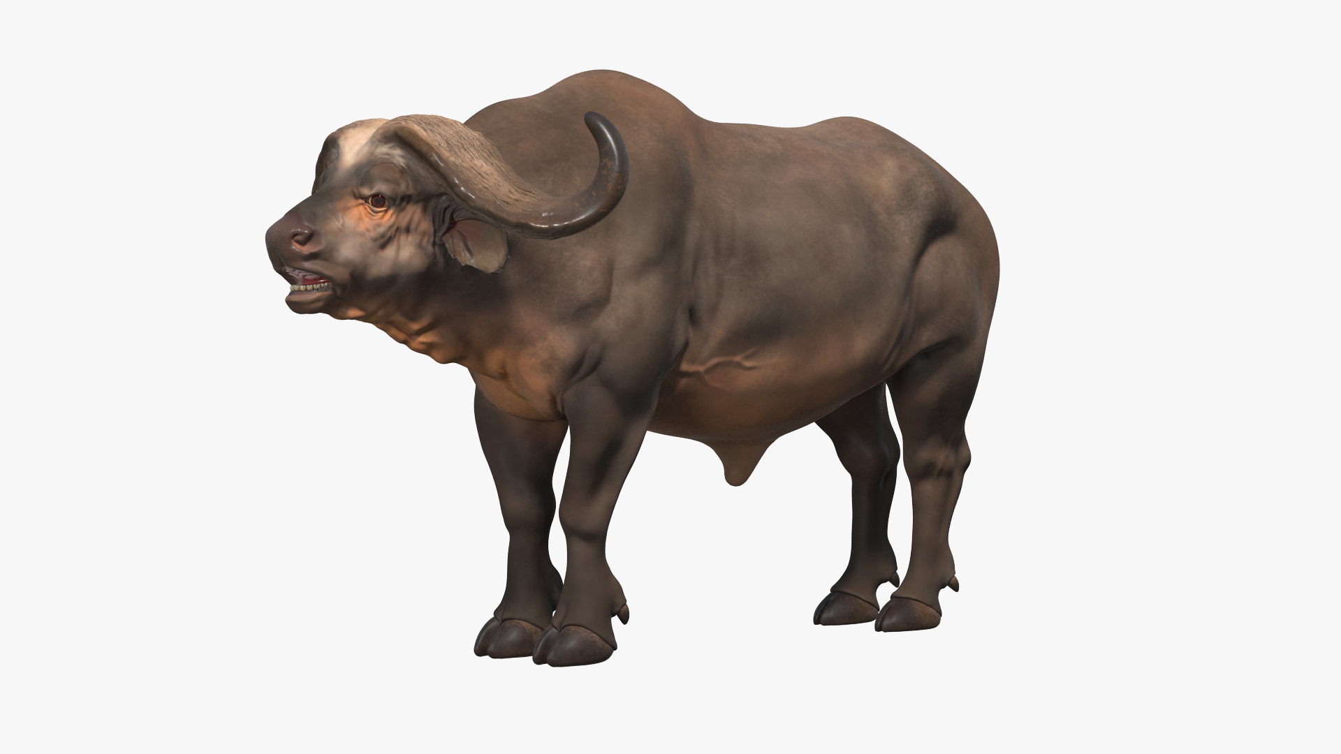 3D african animals 7 https://p.turbosquid.com/ts-thumb/ef/MTvdbo/kYT9qOKh/syncerus_caffer_african_buffalo_360/jpg/1595050180/1920x1080/turn_fit_q99/b07812b14b85ca157f75e42450cef08392ef02af/syncerus_caffer_african_buffalo_360-1.jpg