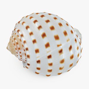 Tonna Tessellata