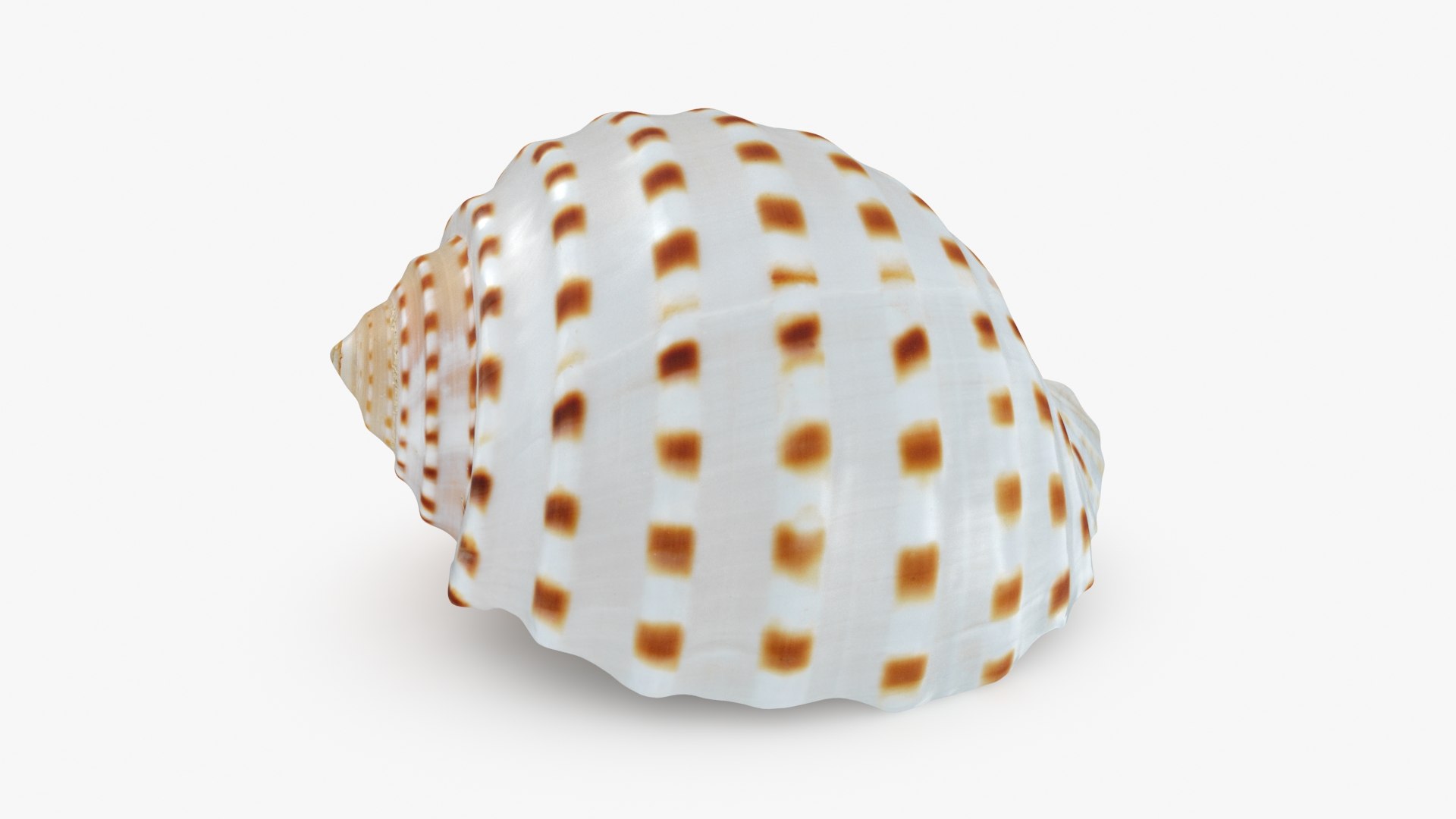 3D Seashells Collection 3 model https://p.turbosquid.com/ts-thumb/ef/R6bIY7/tL/tonnatessellata_b0000/jpg/1707343381/1920x1080/fit_q87/9ff48b30b5f6e3b4c8ade57a7e046b9a18b3f2ae/tonnatessellata_b0000.jpg