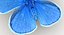 Farfalla blu comune