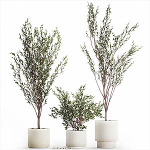 3D Flowering trees white sakura cherry outdoor pot 1471