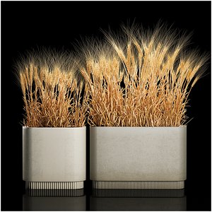 Set of dry ears of wheat in a pot 1202