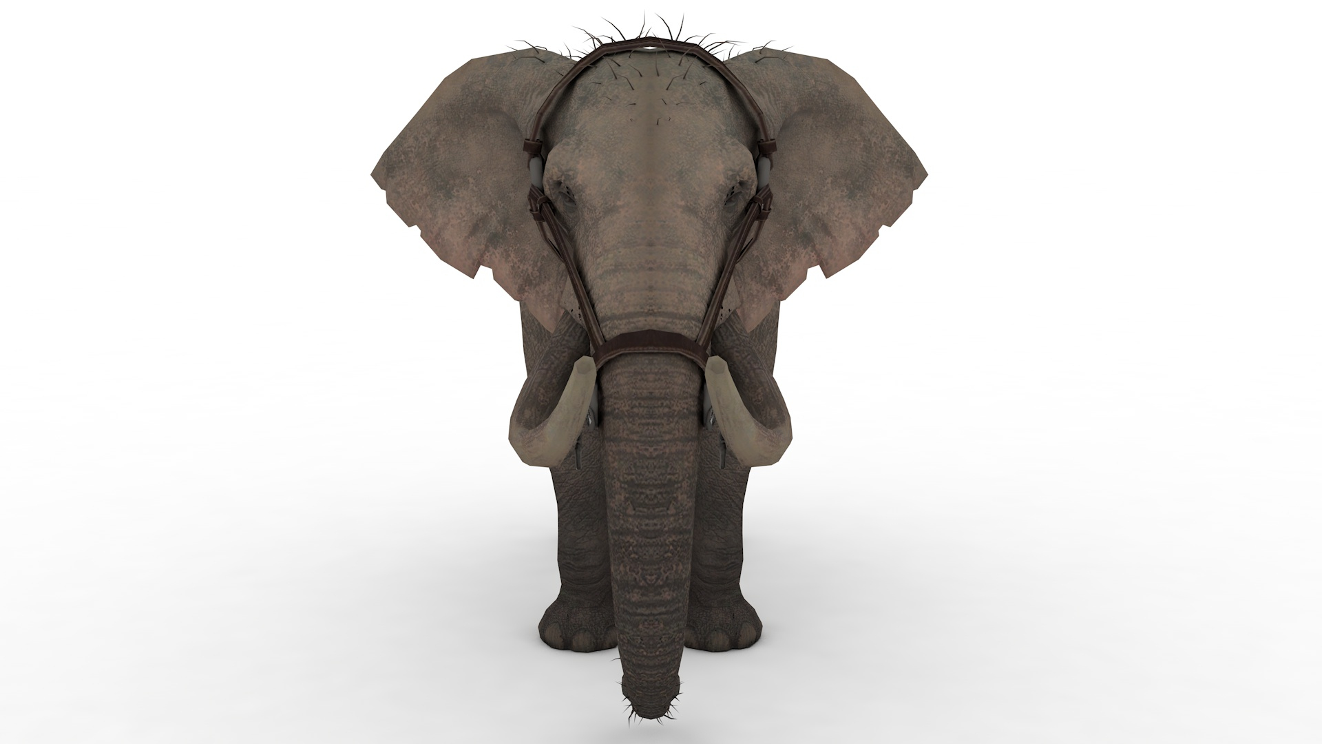 Elephant Rigged And Animated Model - TurboSquid 2391224