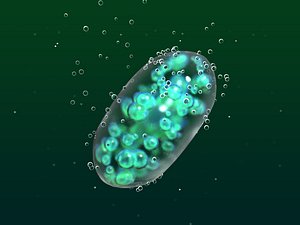 cyanobacterium oxygen photosynthesis 3d c4d
