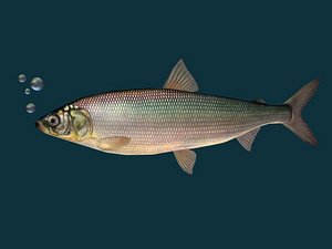 3ds max fish herring